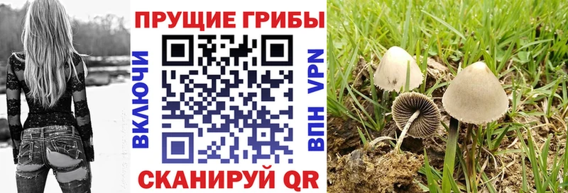 где купить наркотик  Улан-Удэ  Псилоцибиновые грибы Psilocybine cubensis 